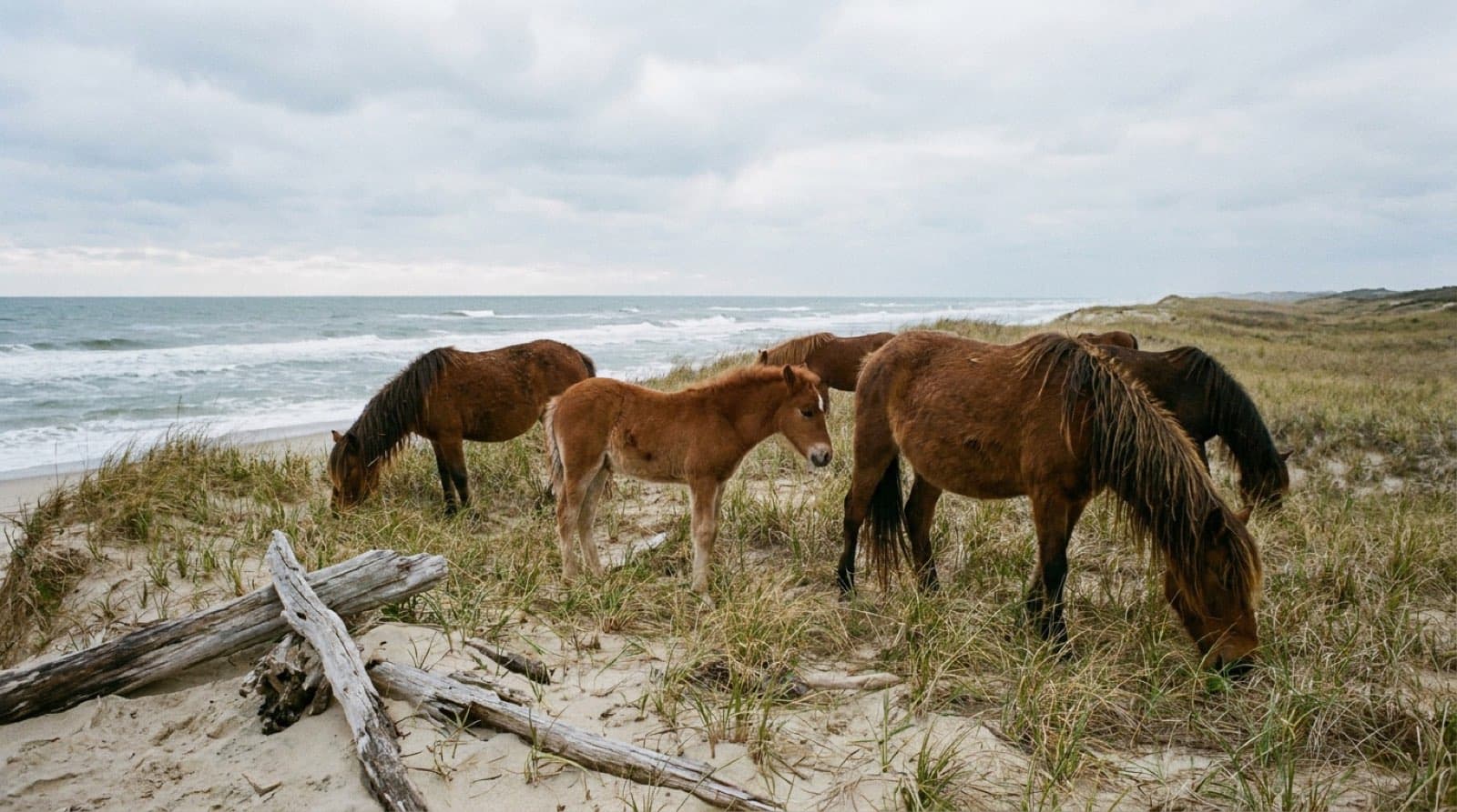 Wild horses grazing on the dunes of Assateague Island with the Atlantic behind