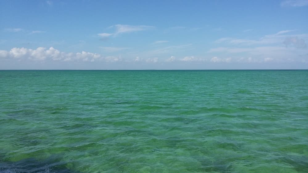 Biscayne Bay water and mangrove shoreline under a bright sky
