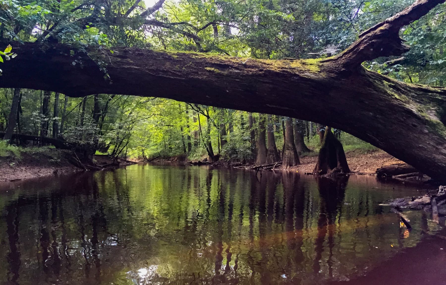 Cedar Creek winding through Congaree's floodplain forest