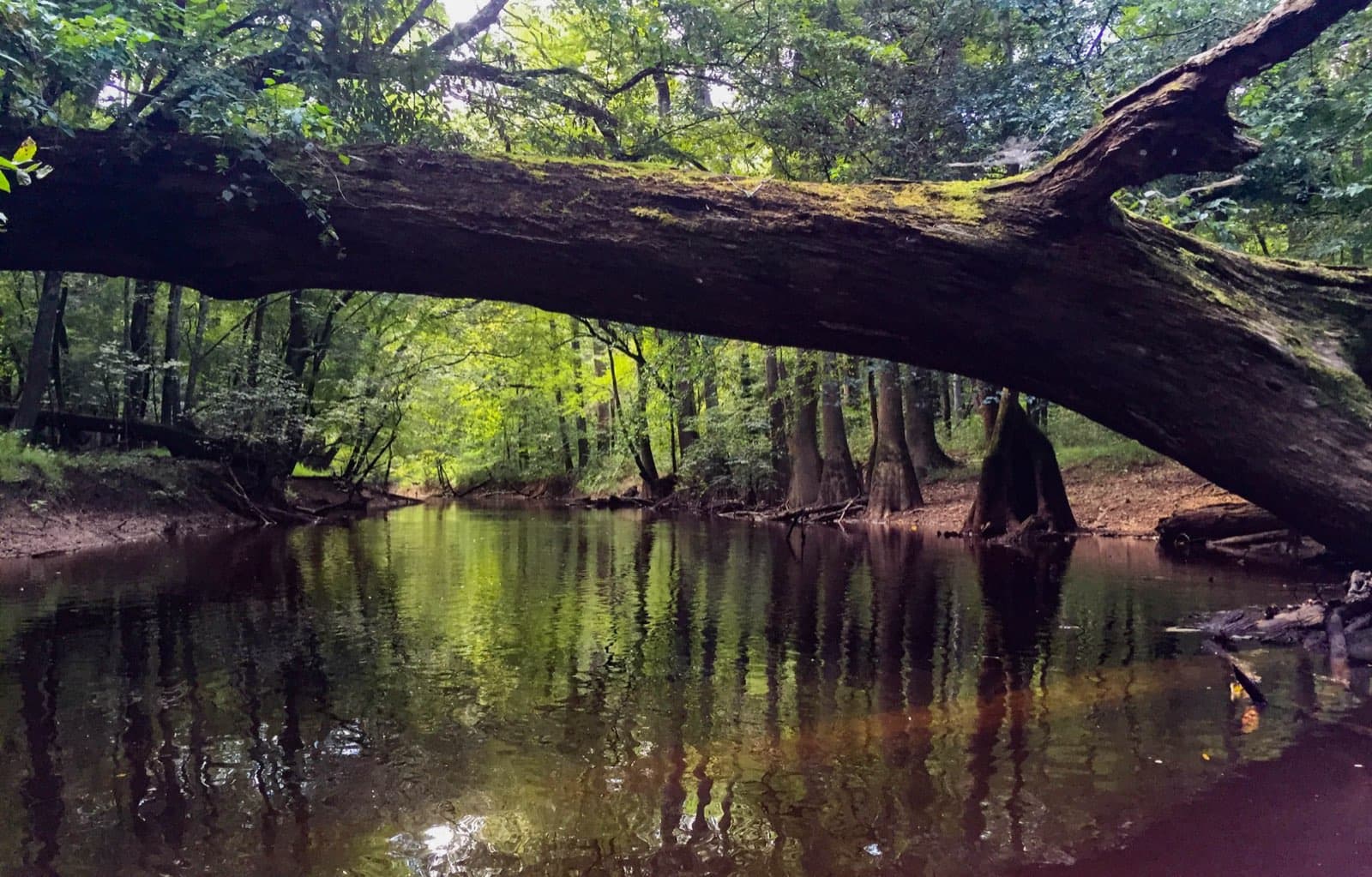 Cedar Creek winding through Congaree's floodplain forest