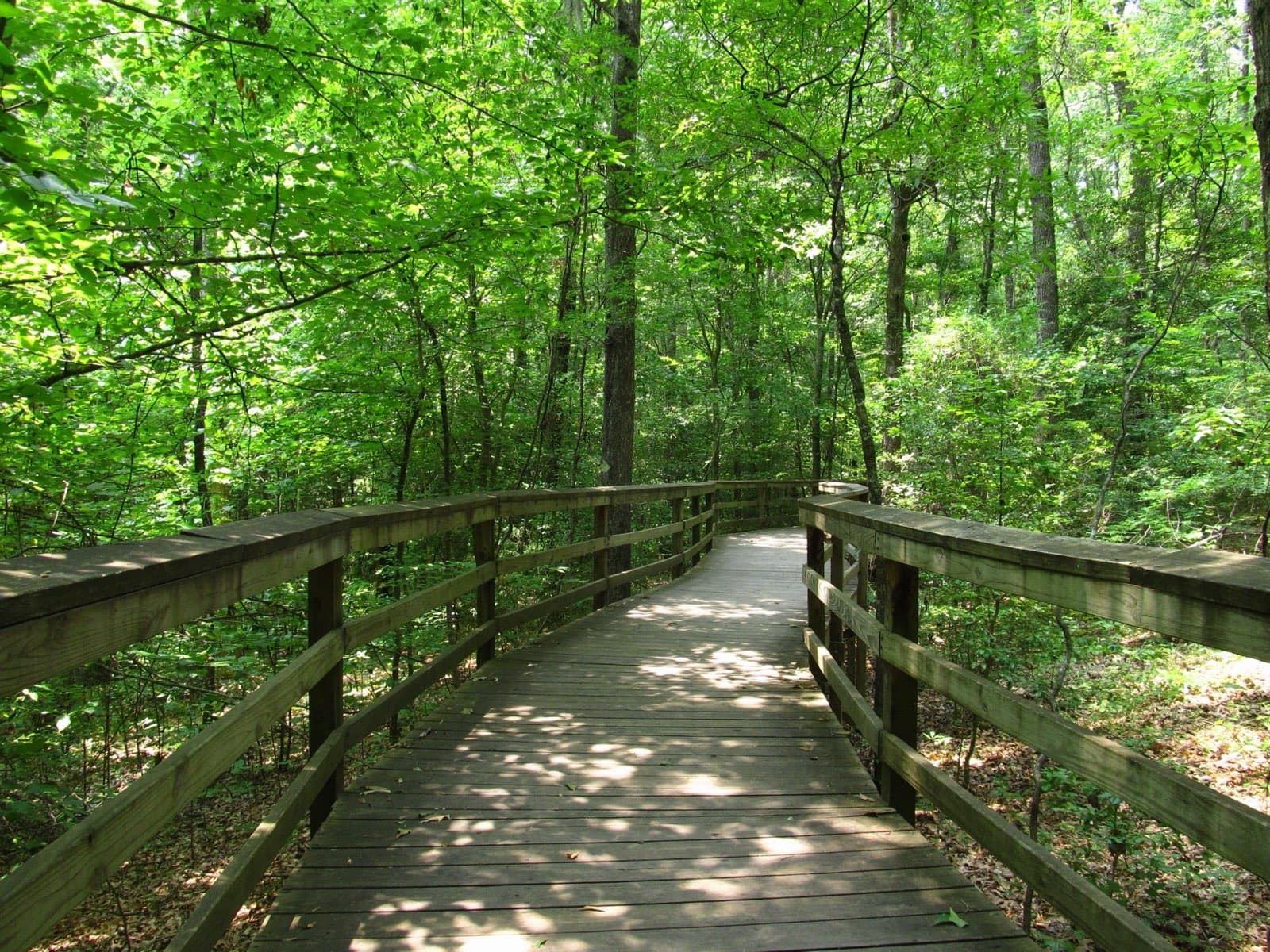 An elevated wooden boardwalk trail winding through the old-growth bottomland hardwood forest and swamp of Congaree National Park, South Carolina, framed by towering trees.