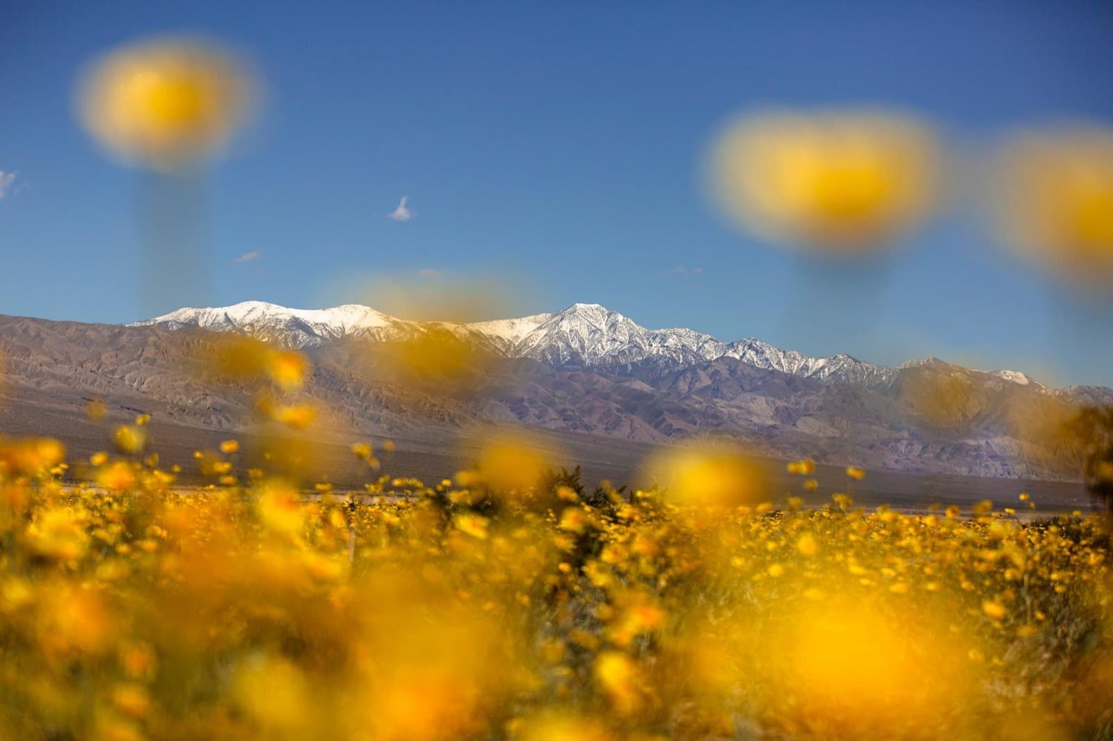 Desert gold wildflowers below snowcapped mountains in Panamint Valley
