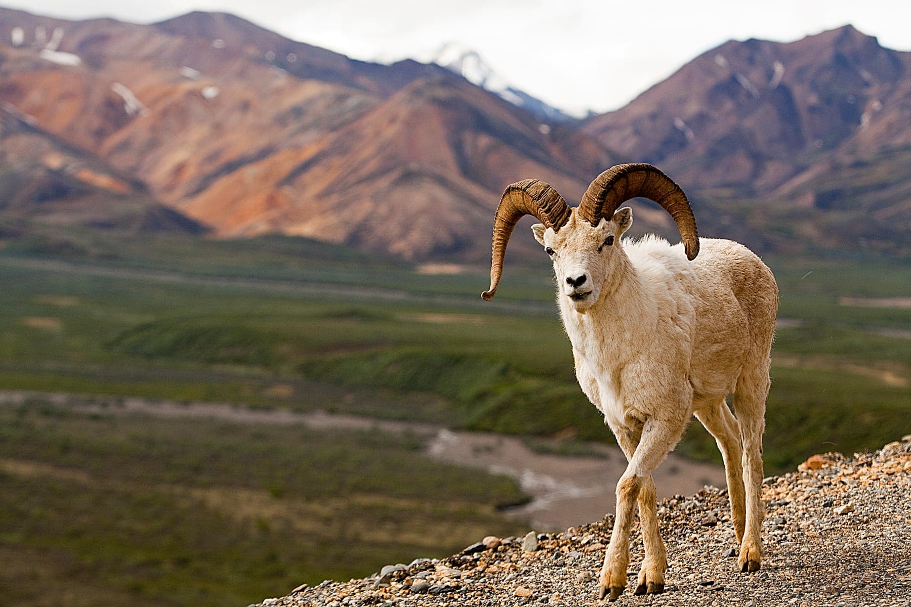 A white Dall sheep standing above a green Denali valley