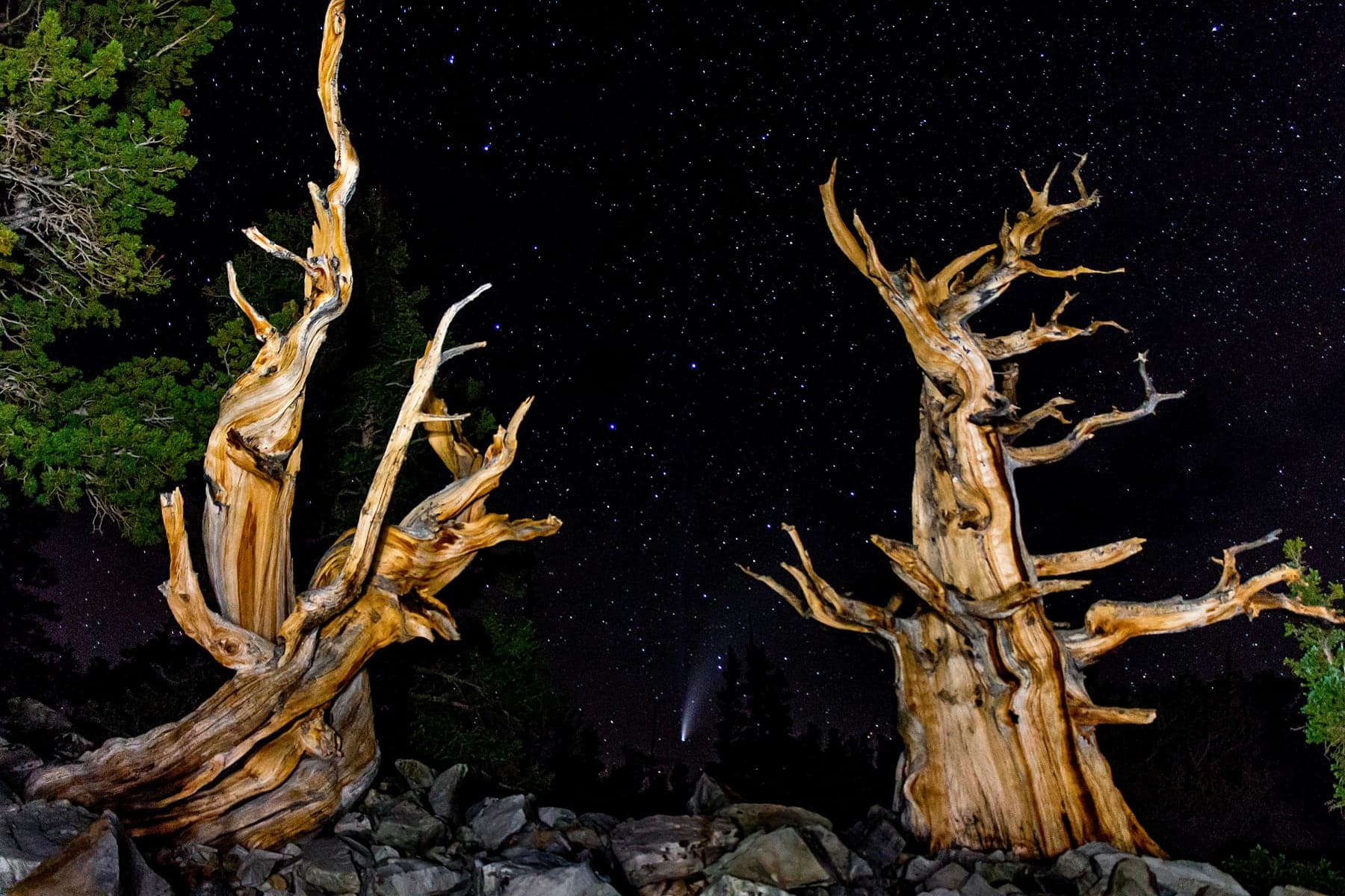 Ancient bristlecone pine with Comet NEOWISE in the night sky