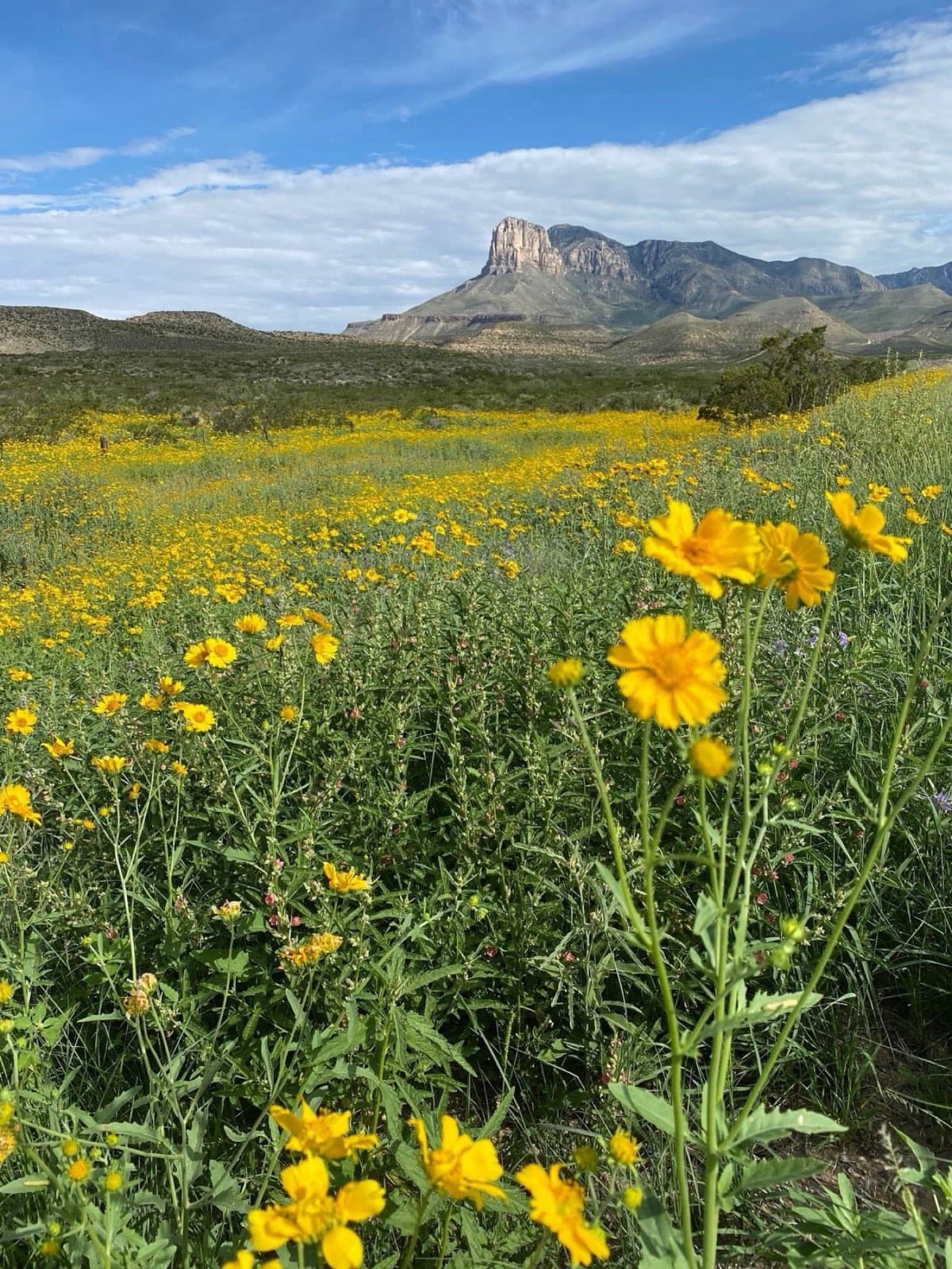 El Capitan rising beyond desert wildflowers