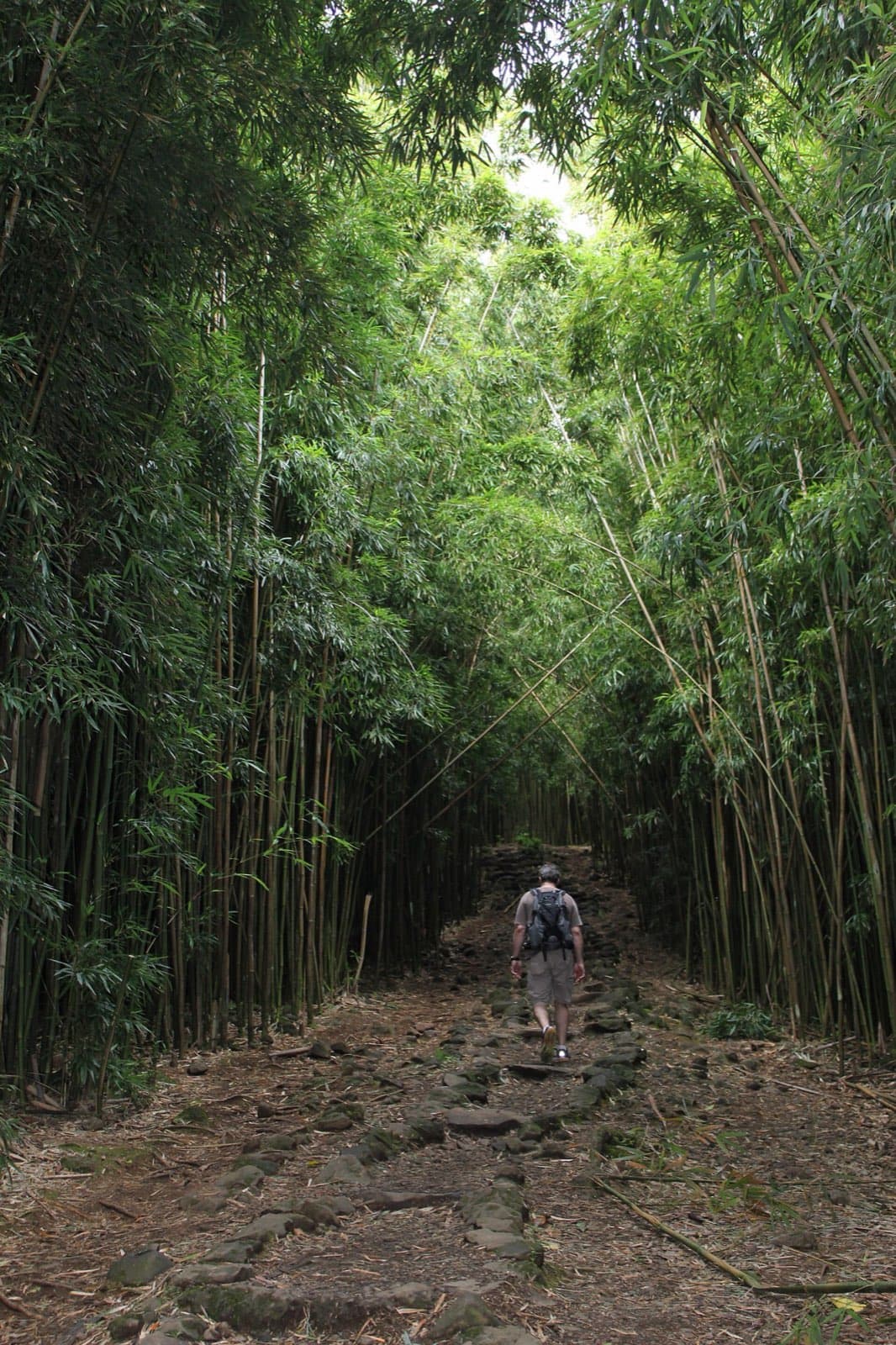 Tall bamboo surrounding the Pipiwai Trail in Kipahulu