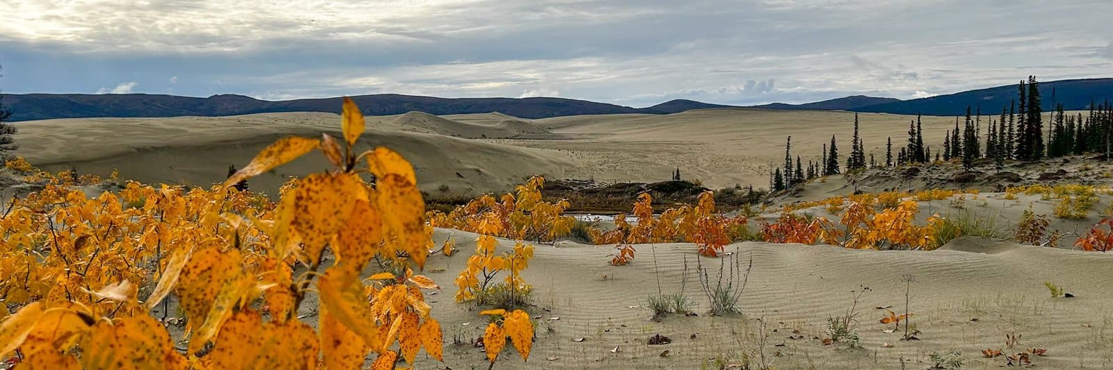 A wide view of the Kobuk Valley dunes below Arctic mountains