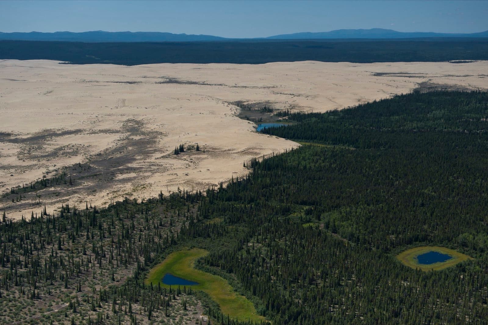 The Great Kobuk Sand Dunes in Kobuk Valley National Park, Alaska, a vast field of wind-rippled sand stretching across rolling, undulating terrain under soft daylight.