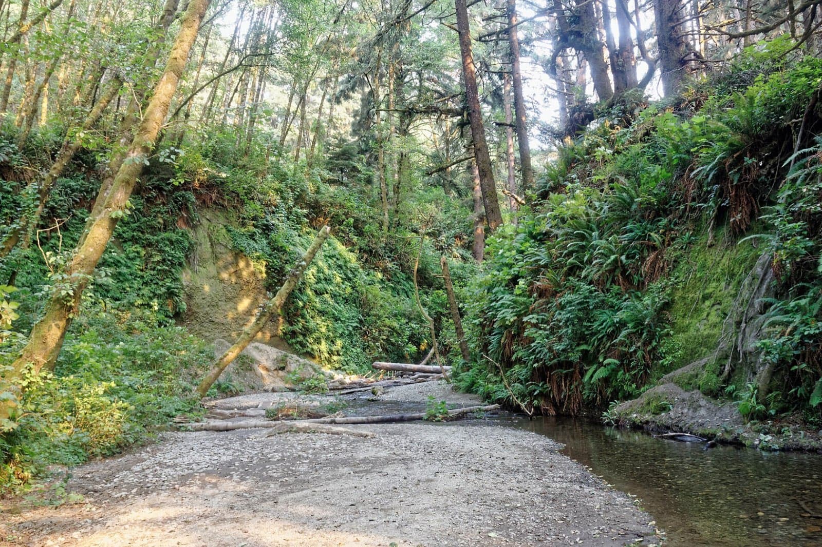 Fern Canyon walls covered in ferns above a shallow creek