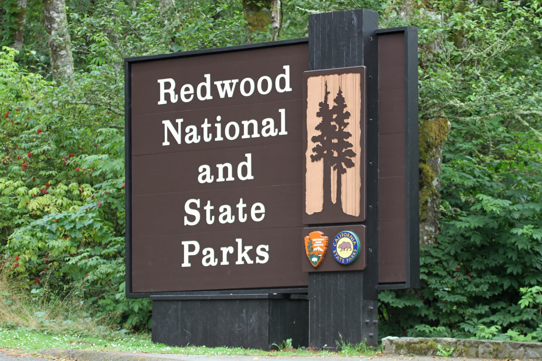 Towering old-growth coast redwood trees rising through a misty green forest in Redwood National and State Parks, Northern California.