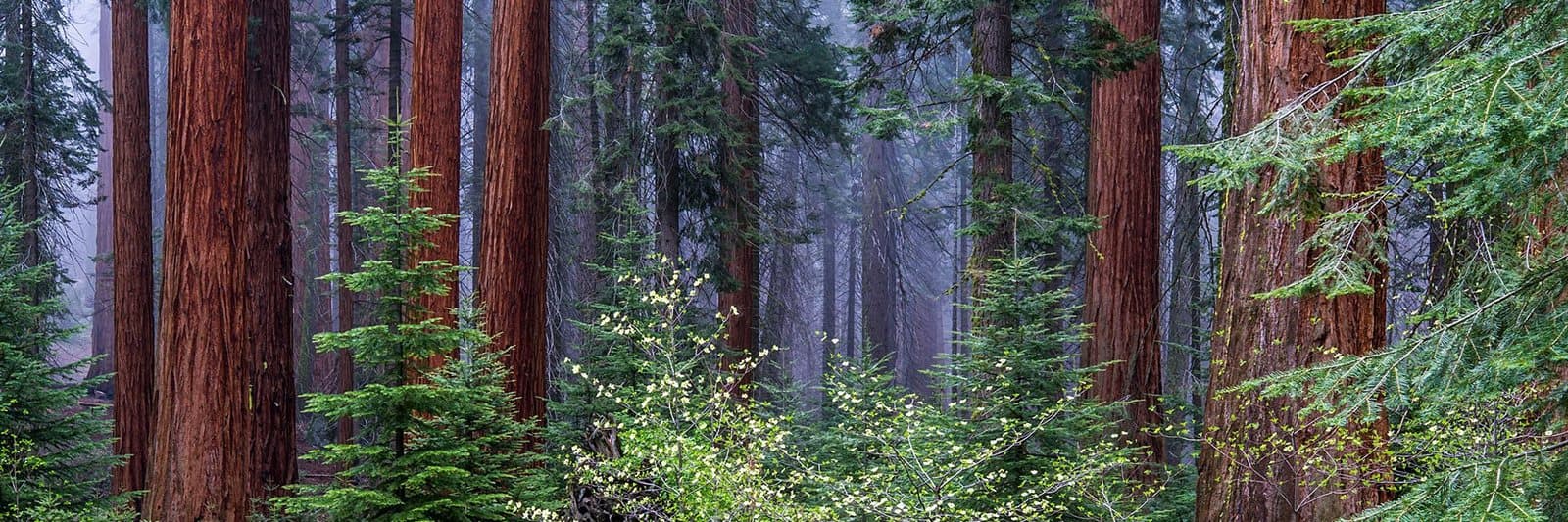 Bright sequoia trunks and green shrubs in a misty forest
