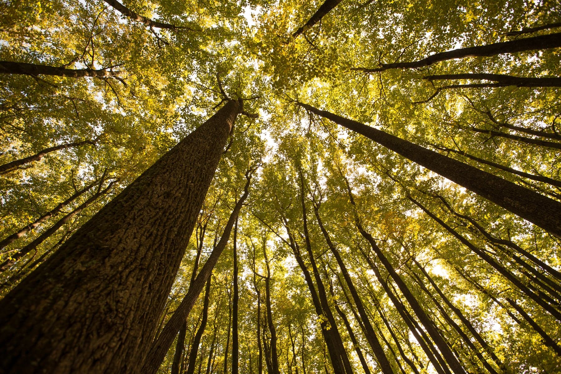 Looking up at a yellow fall forest canopy in Shenandoah