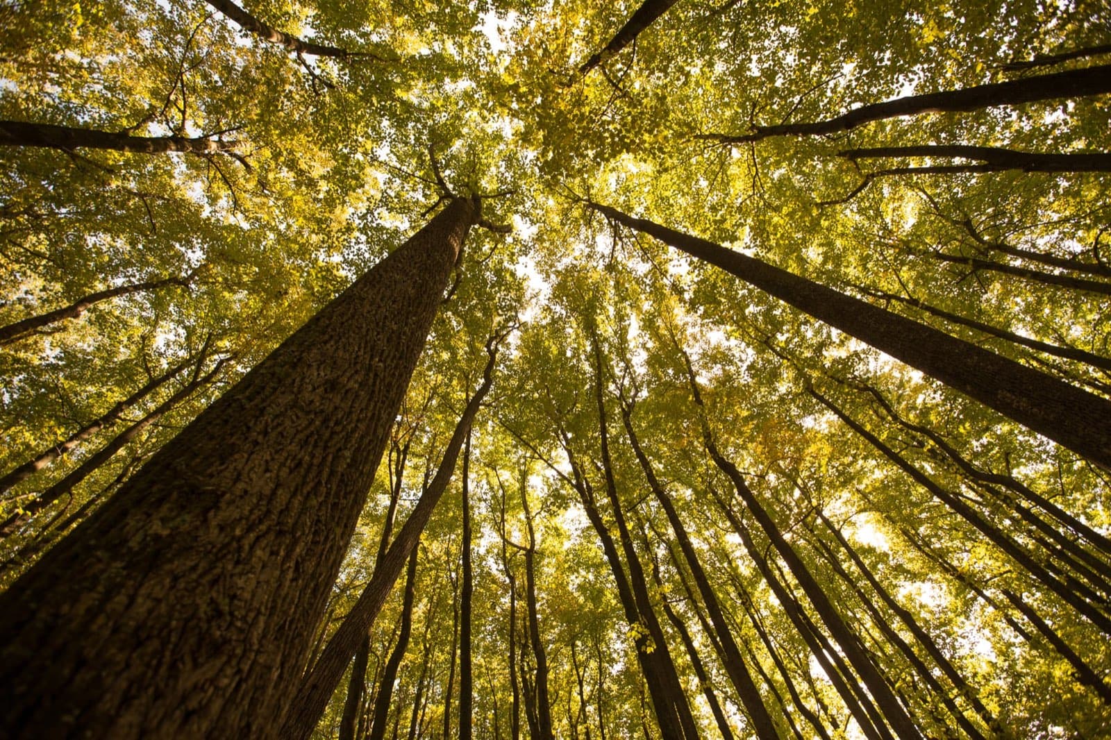 Looking up at a yellow fall forest canopy in Shenandoah