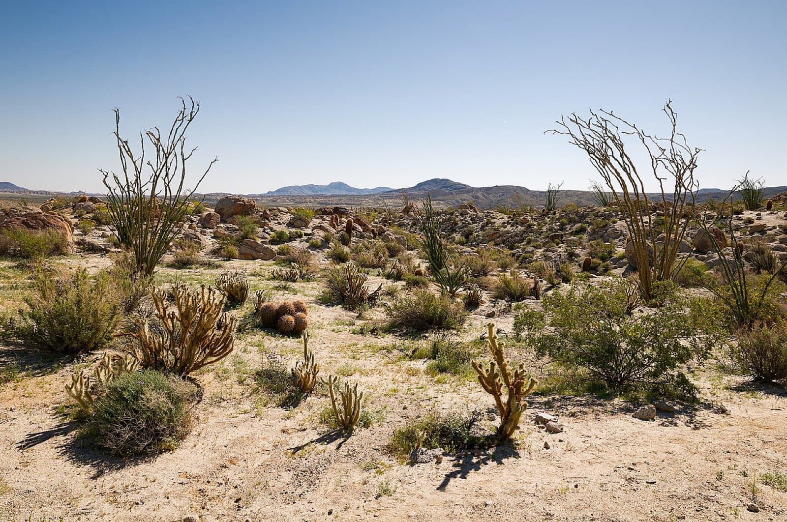 Desert wildflowers and cactus in Anza-Borrego Desert State Park