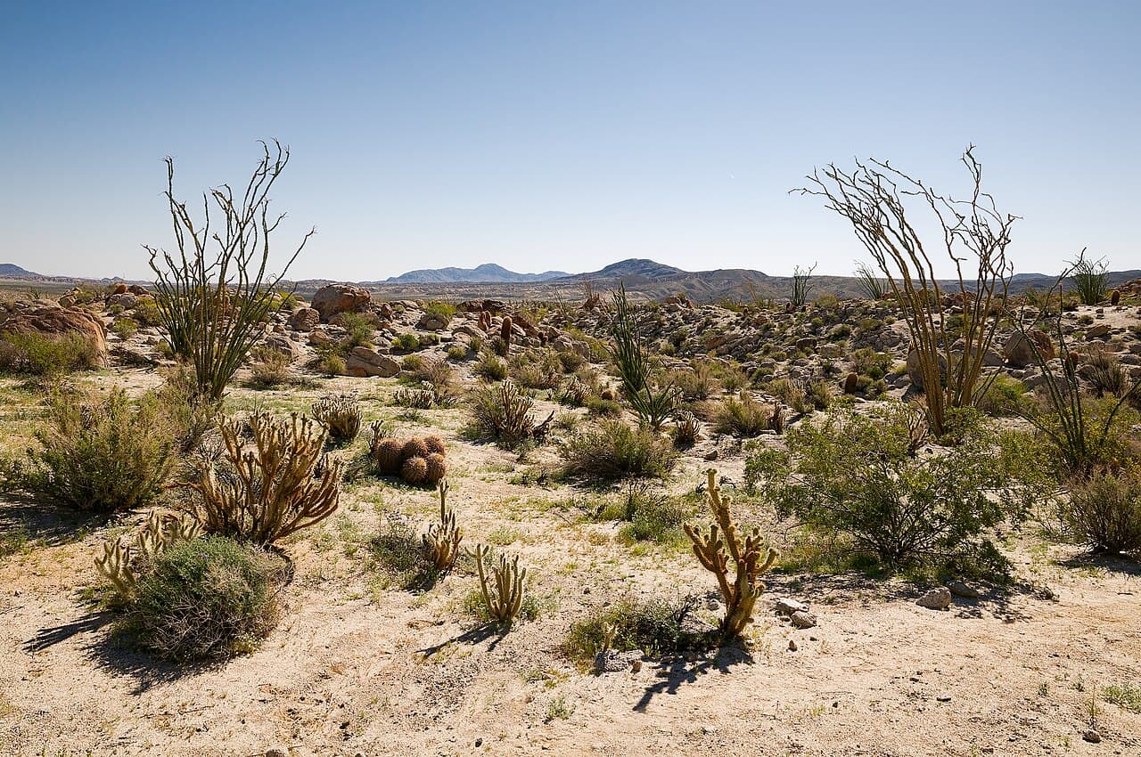 Desert wildflowers and cactus in Anza-Borrego Desert State Park