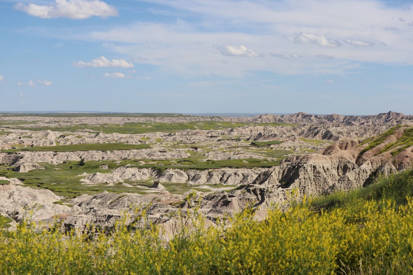 Badlands buttes beyond yellow prairie flowers