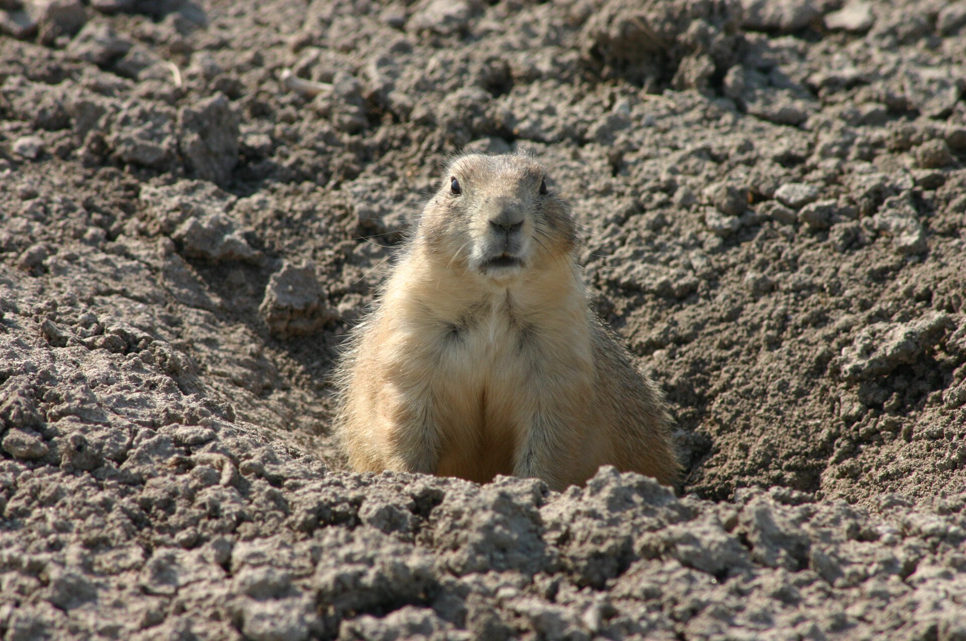 A prairie dog standing alert at its burrow entrance
