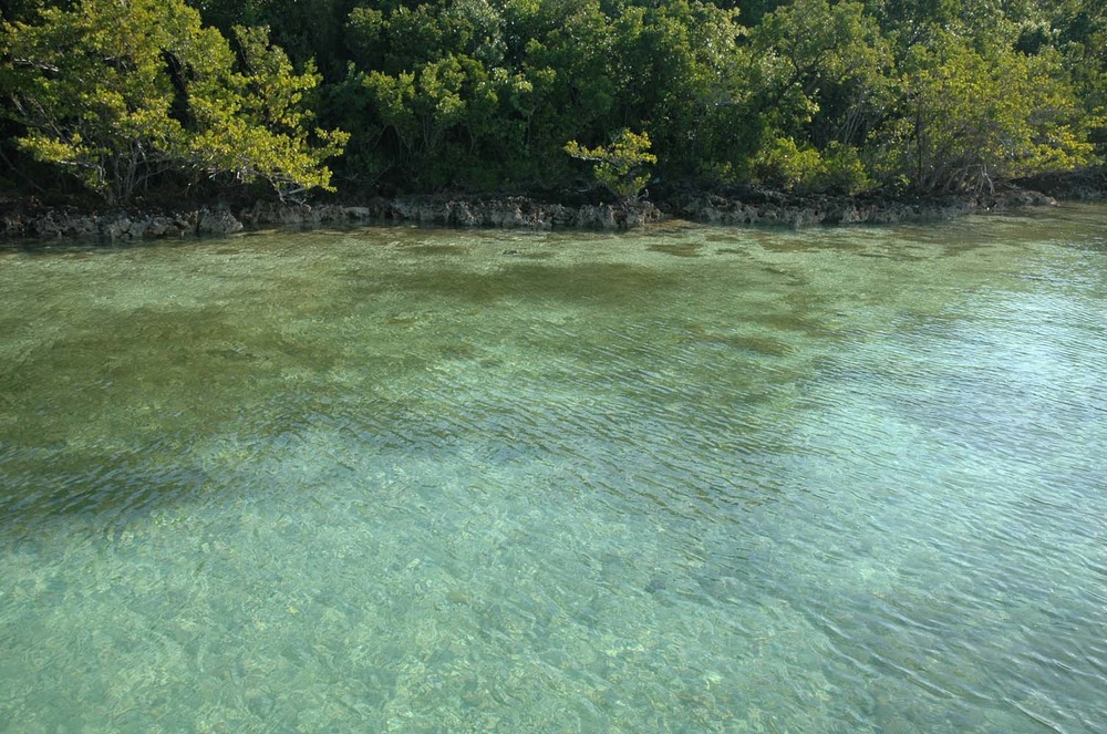 Mangroves lining calm Biscayne Bay water