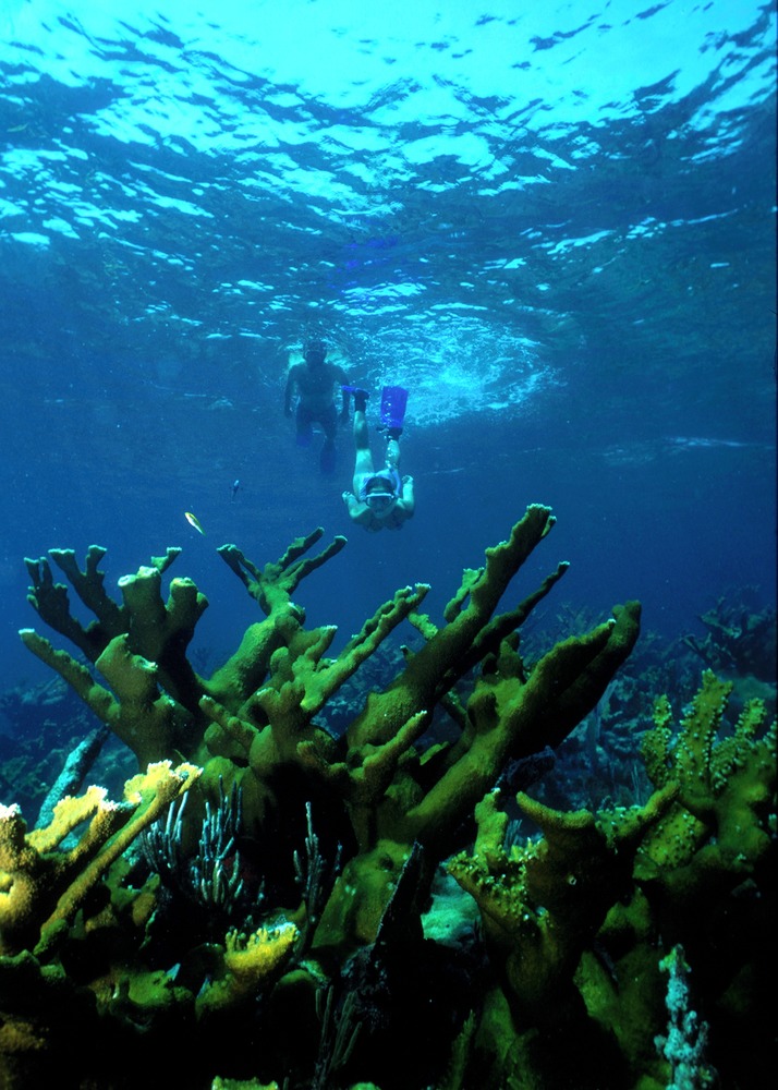 A snorkeler swimming over elkhorn coral in Biscayne National Park