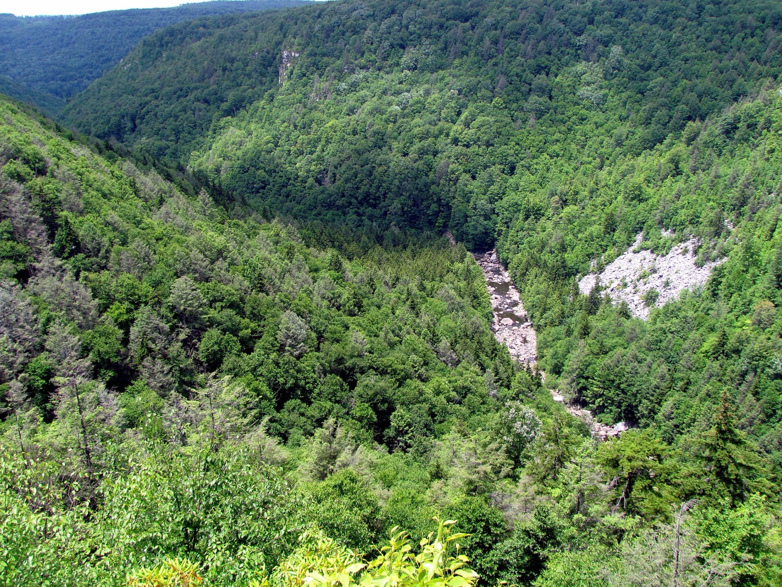 Blackwater Canyon from the rim, the river a thin line of rock and whitewater at the bottom of steep forested walls