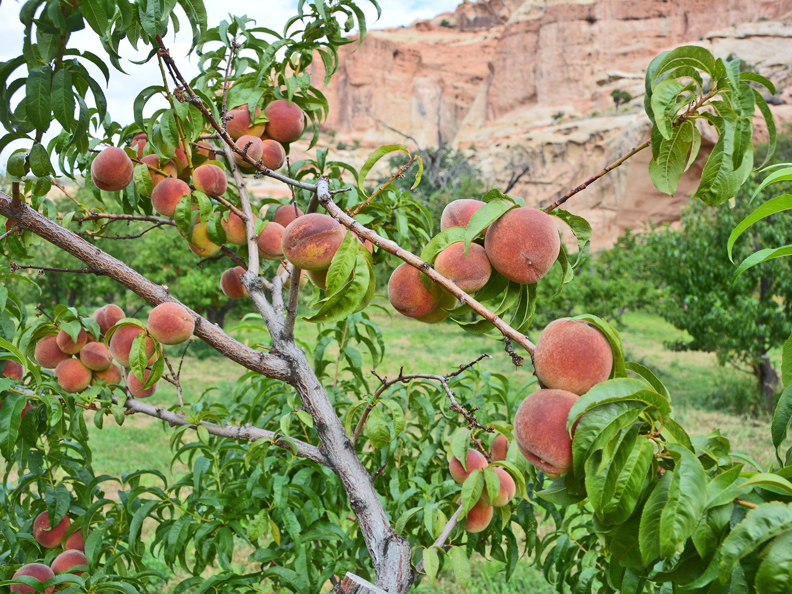 Peach trees in Fruita backed by red sandstone cliffs