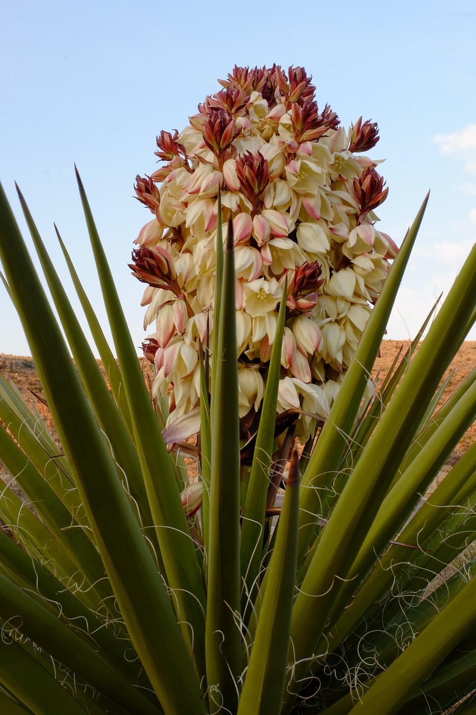 A yucca blooming in the Chihuahuan Desert above Carlsbad Caverns