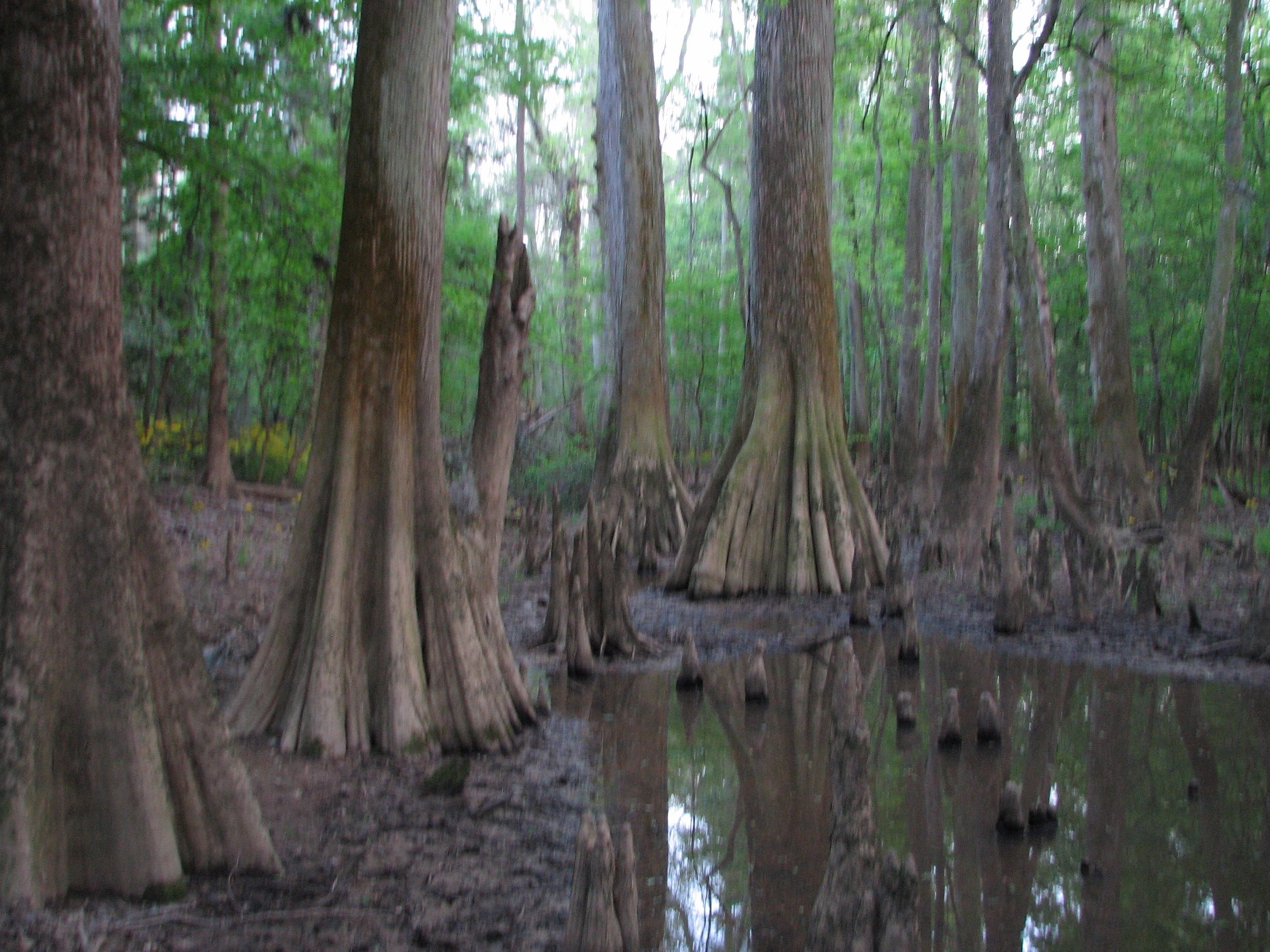 A bald cypress in Congaree National Park
