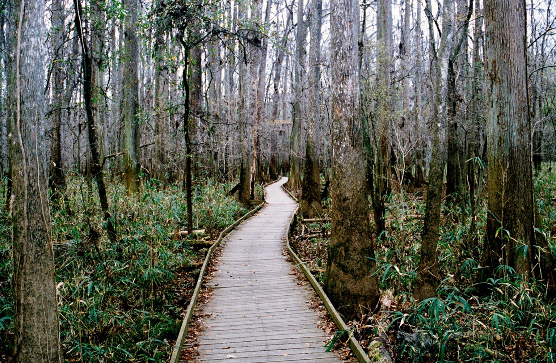 Congaree boardwalk through green forest