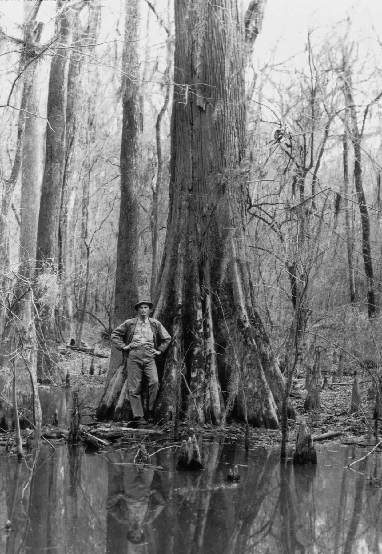 Harry Hampton standing beside a giant bald cypress