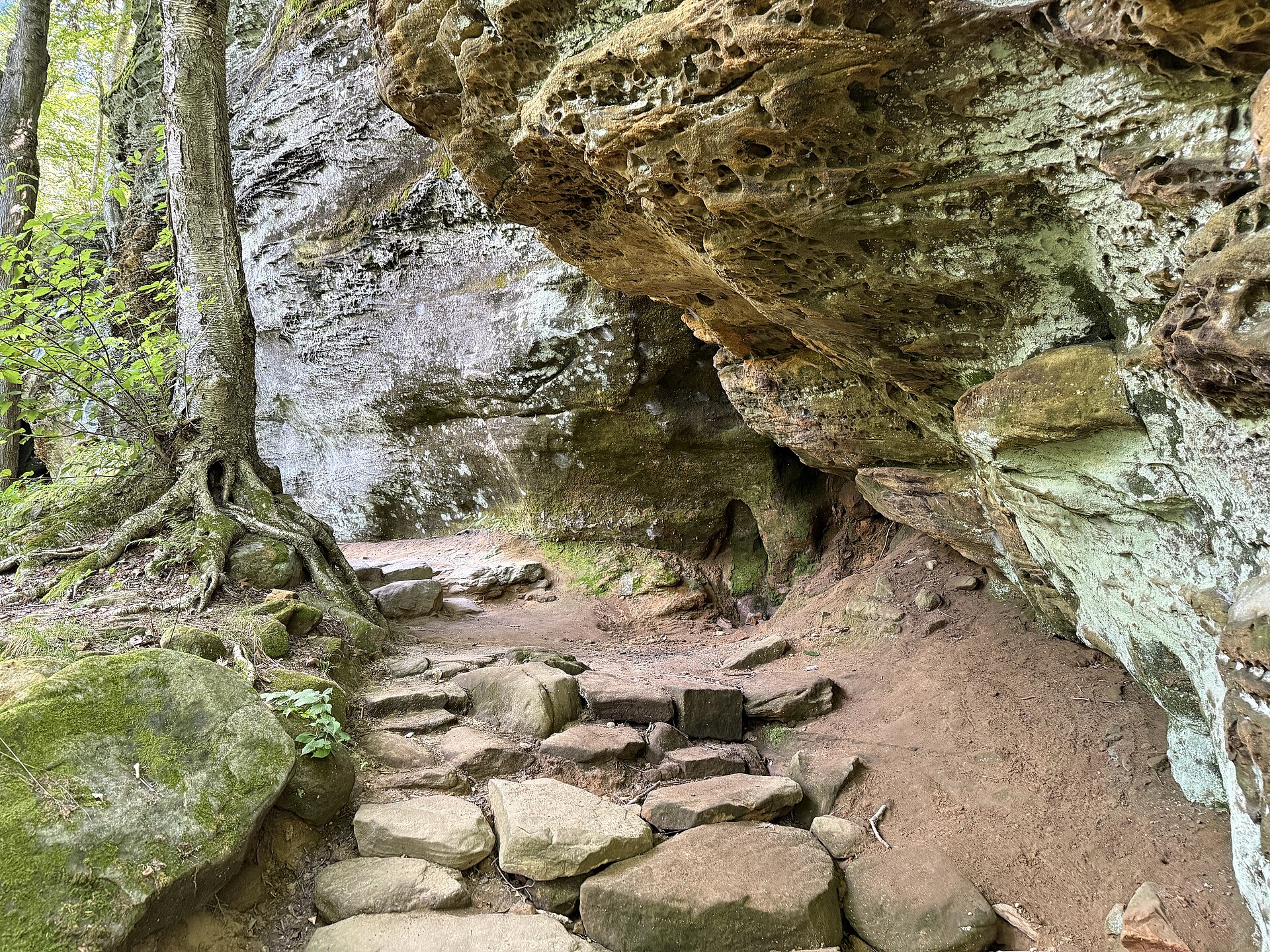 Mossy sandstone walls along the Ledges Trail