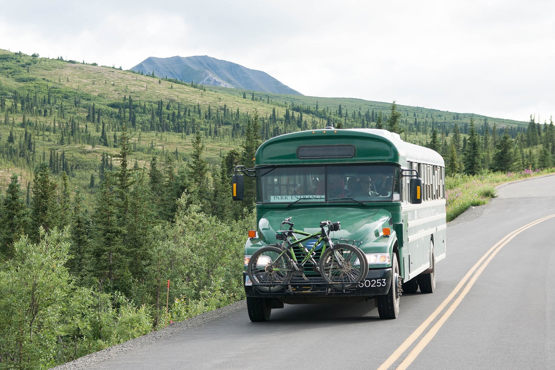 A green park bus driving along the paved section of Denali Park Road