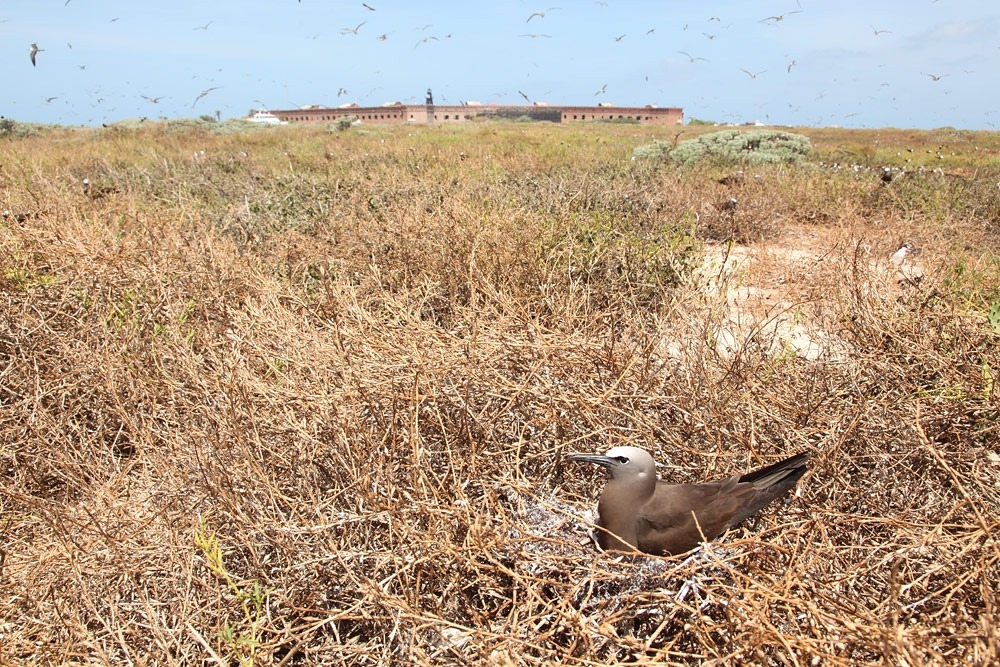 A brown noddy on Bush Key with Fort Jefferson in the distance