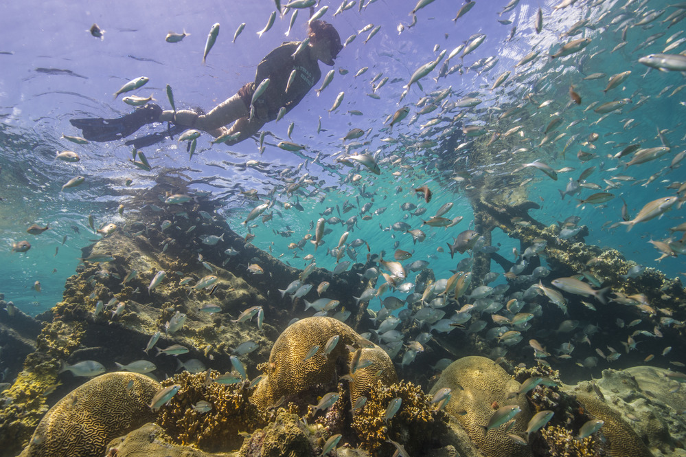 A snorkeler swimming above a shipwreck in clear Dry Tortugas water