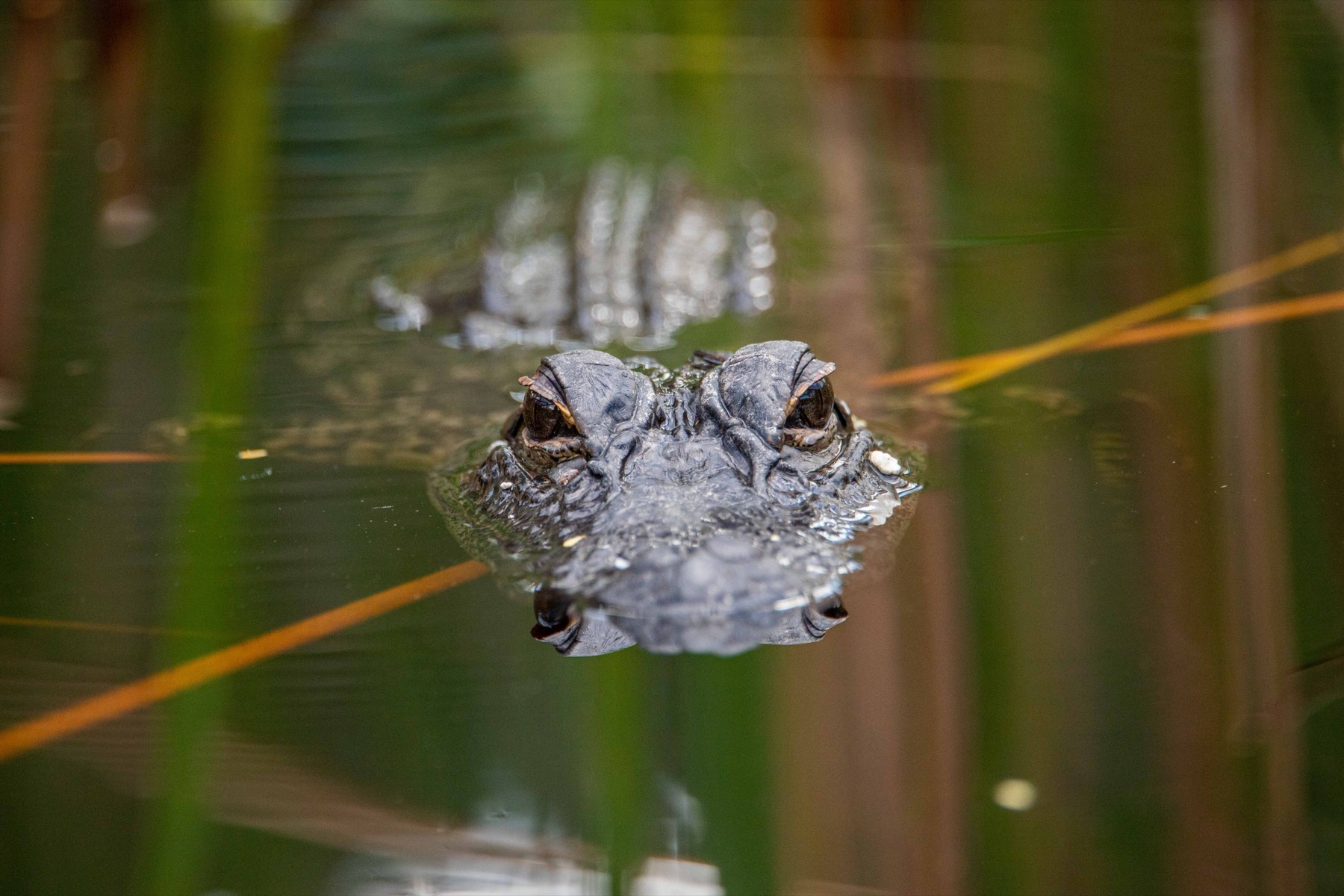 An alligator floating in Everglades water