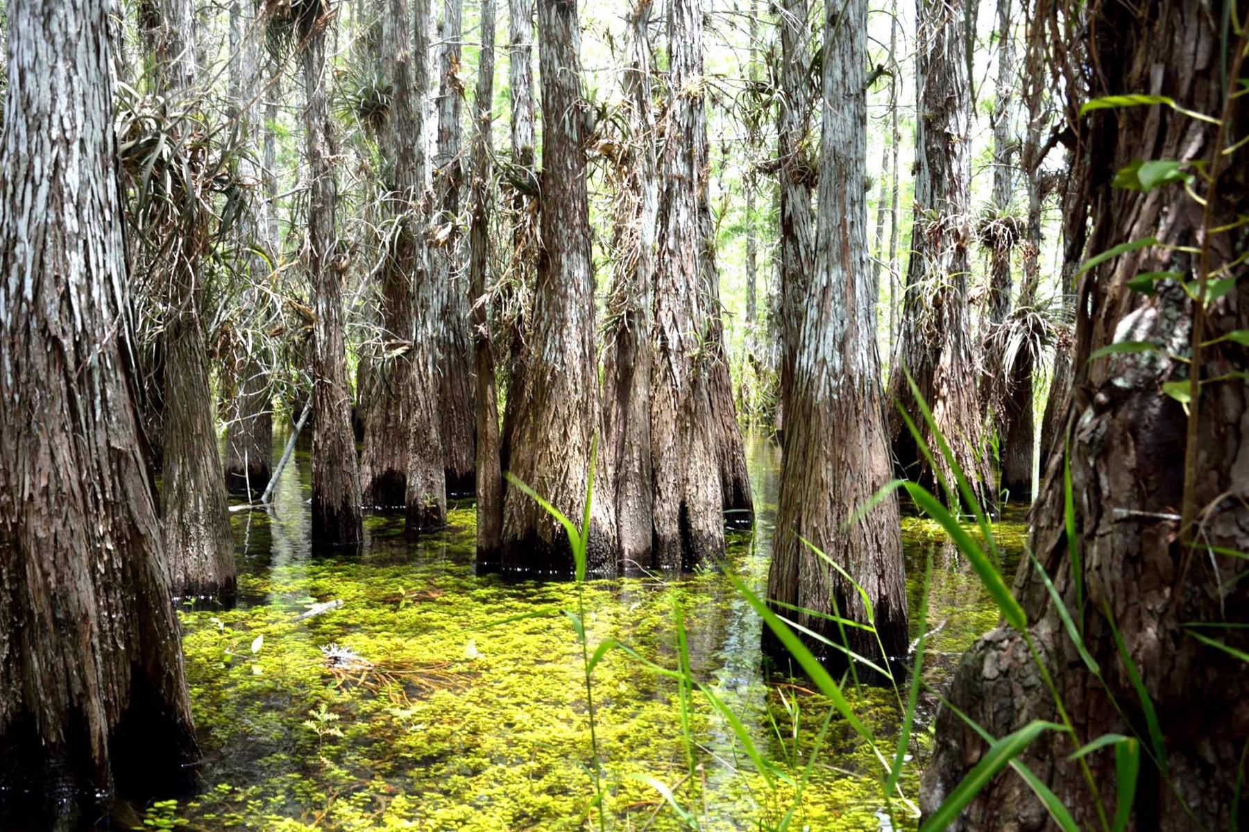 Aquatic vegetation in the Everglades