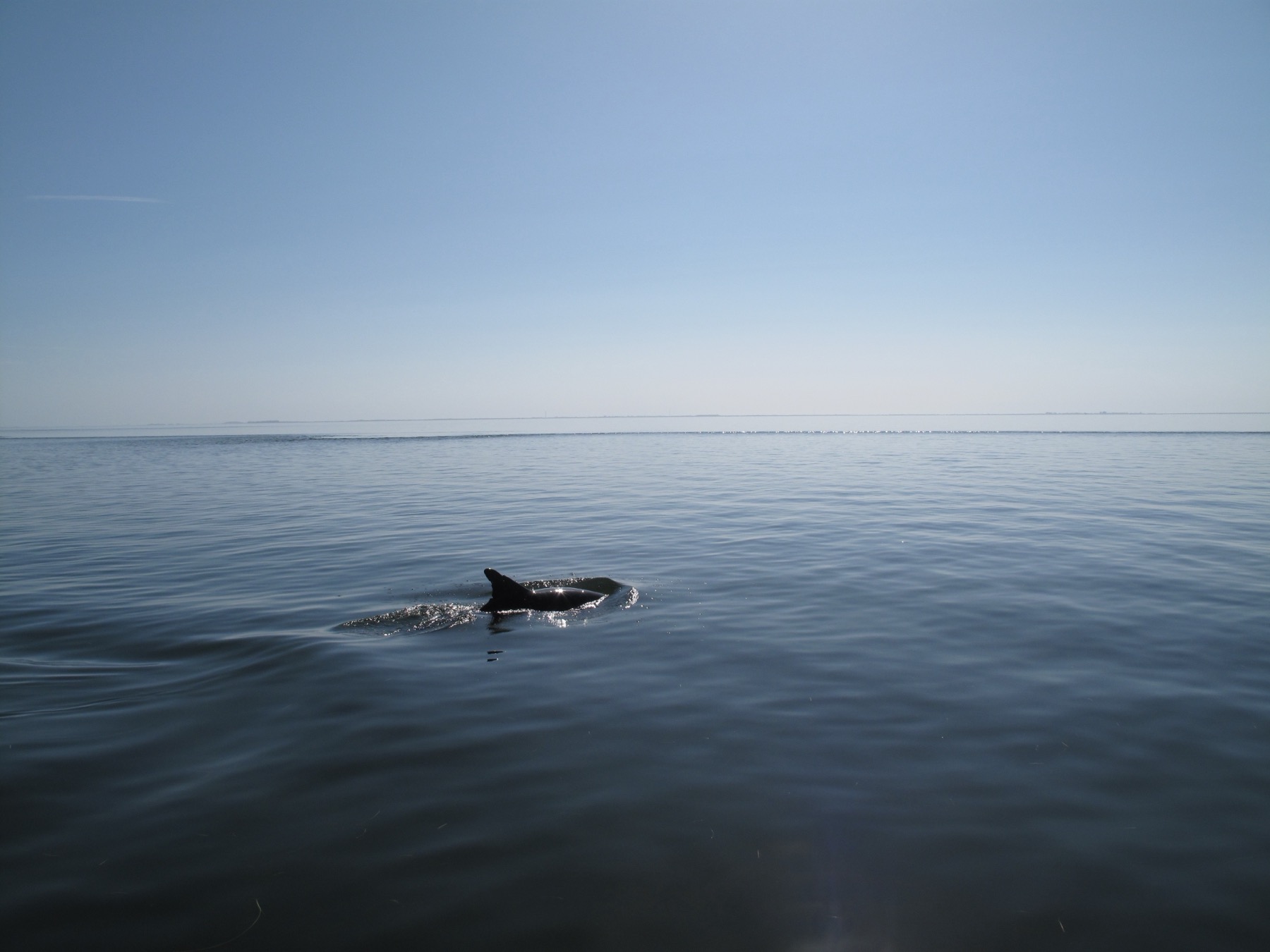 A dolphin surfacing in Florida Bay