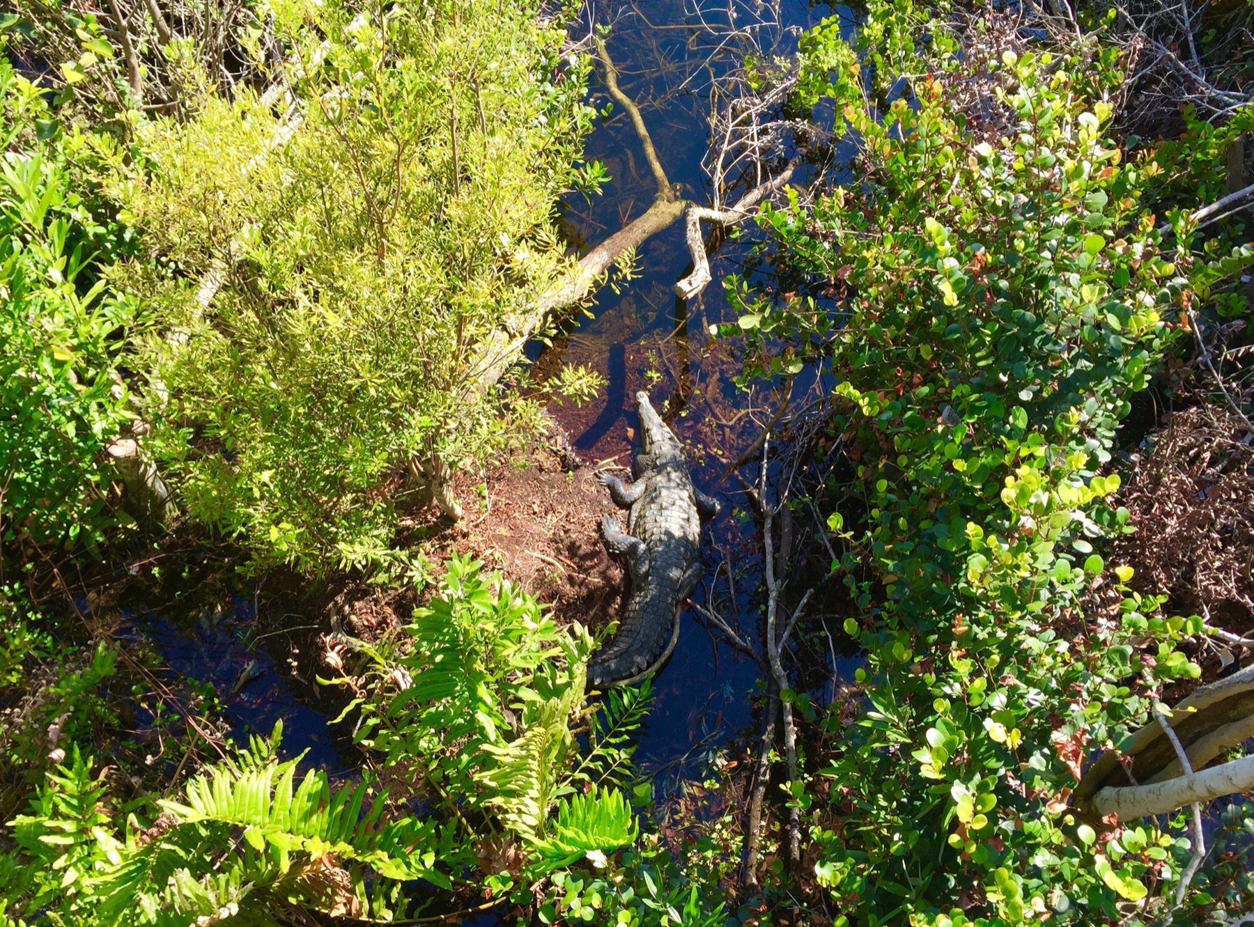 A crocodile seen from above near Shark Valley Tower