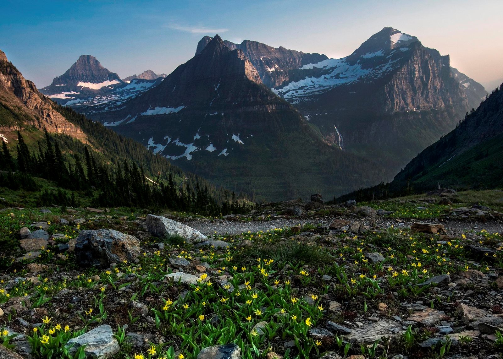Glacier lilies blooming near Logan Pass below snow-streaked mountains
