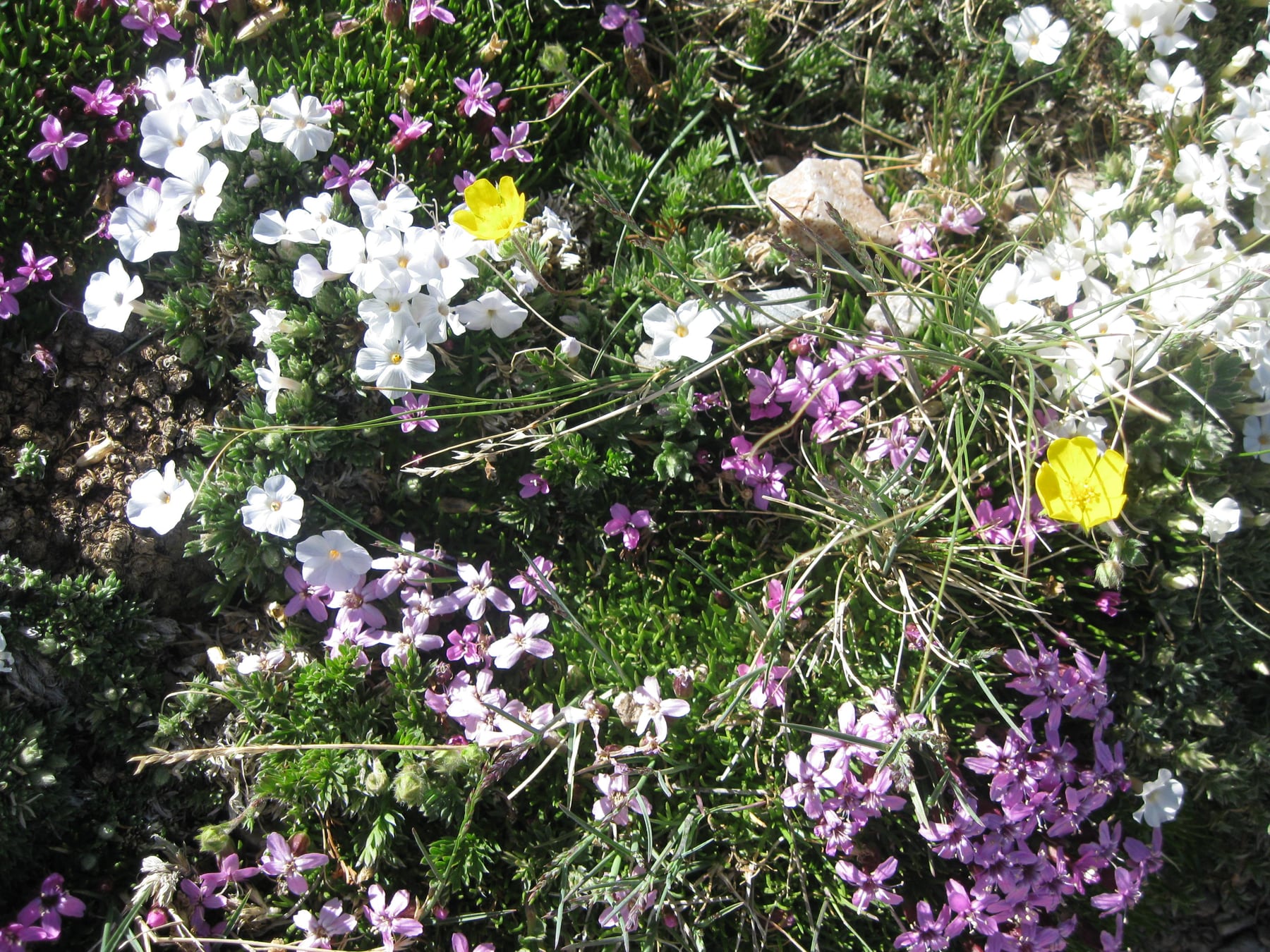 Alpine flowers blooming in Great Basin National Park