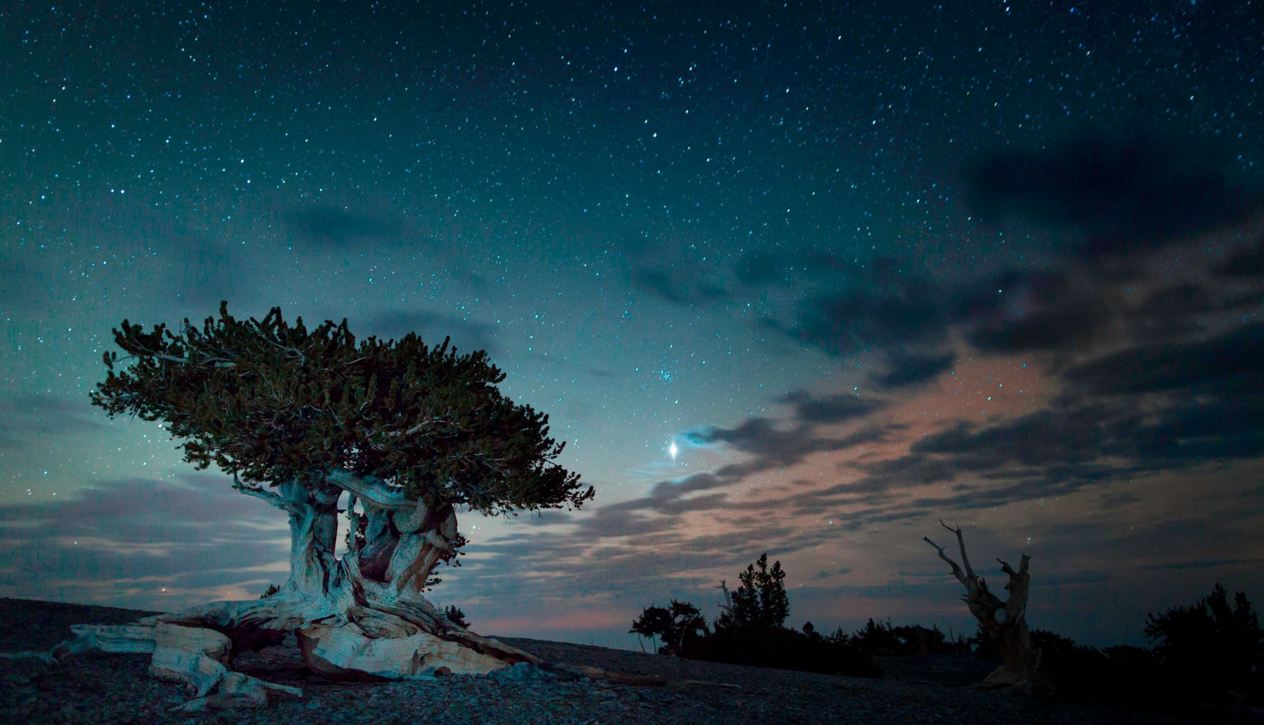 A bristlecone pine beneath a dark blue night sky