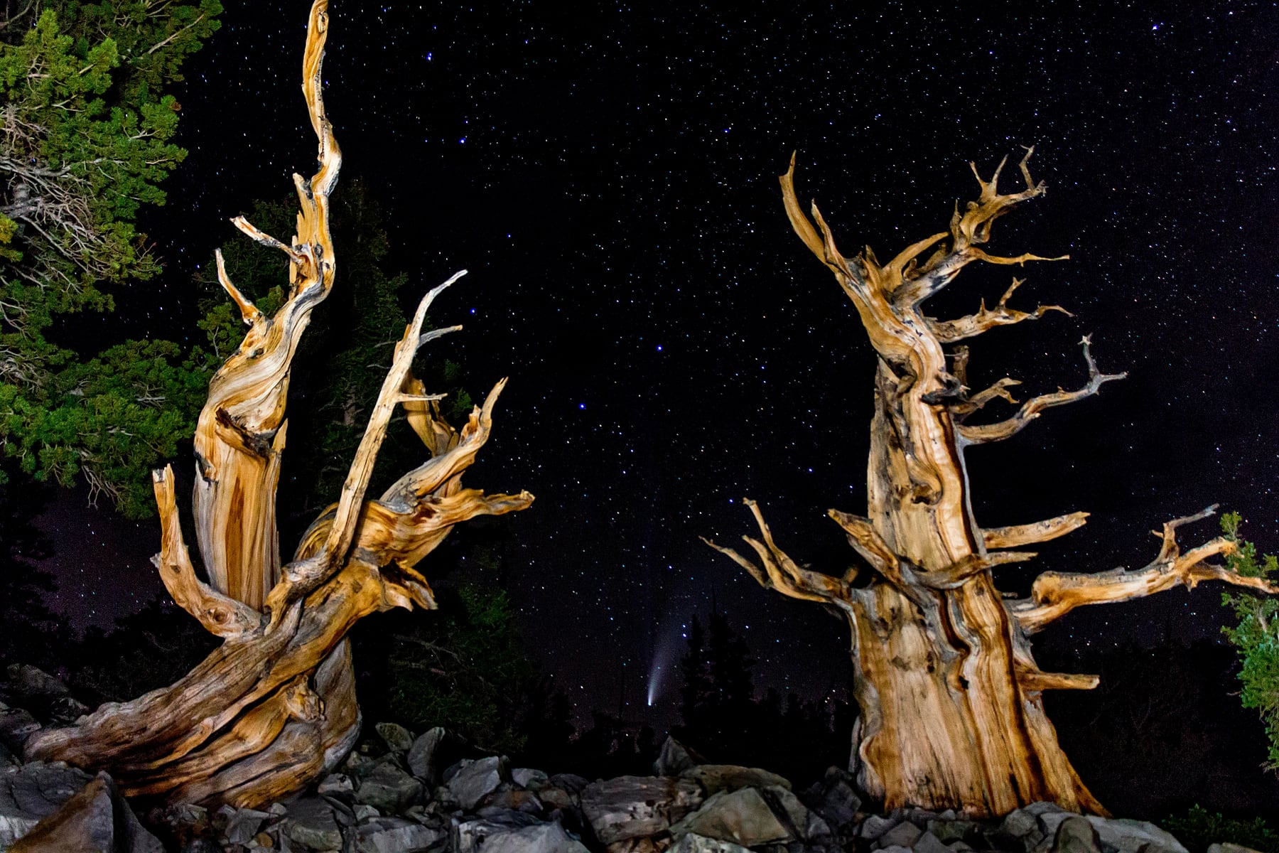 Ancient bristlecone pine with Comet NEOWISE in the night sky