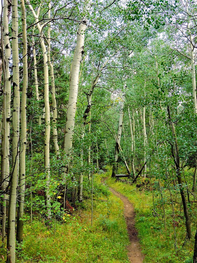 Aspens along the Mosca Pass Trail in Great Sand Dunes