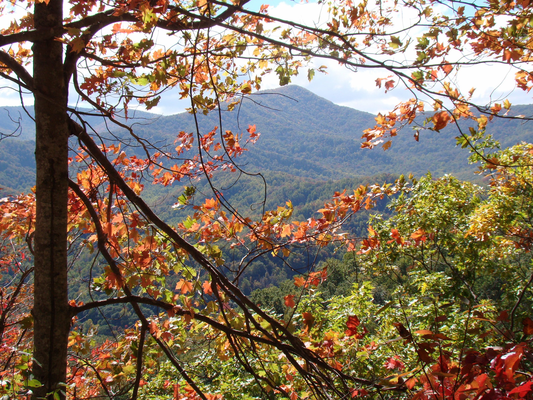 Forested ridges of the Smoky Mountains receding into blue haze within Great Smoky Mountains National Park