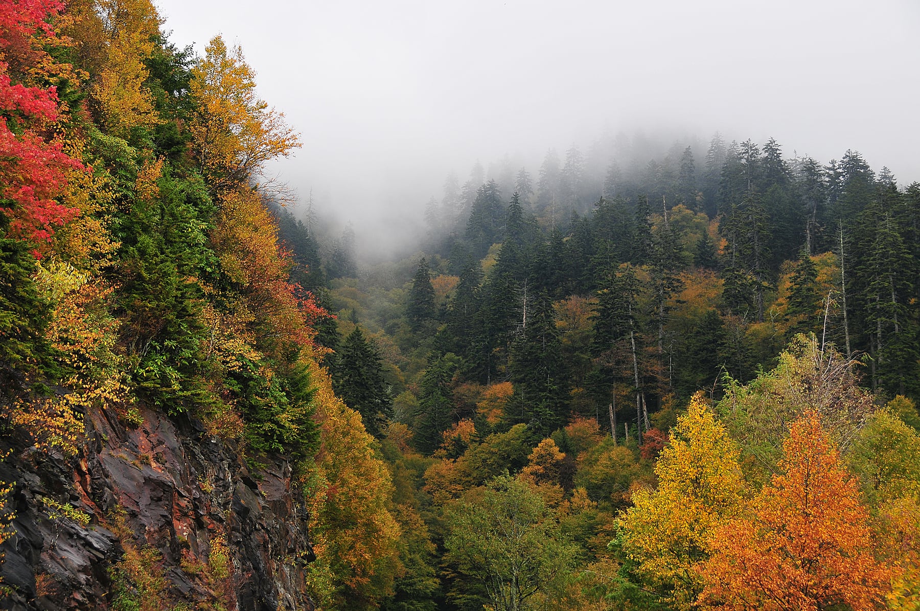 Fall color and fog near Newfound Gap