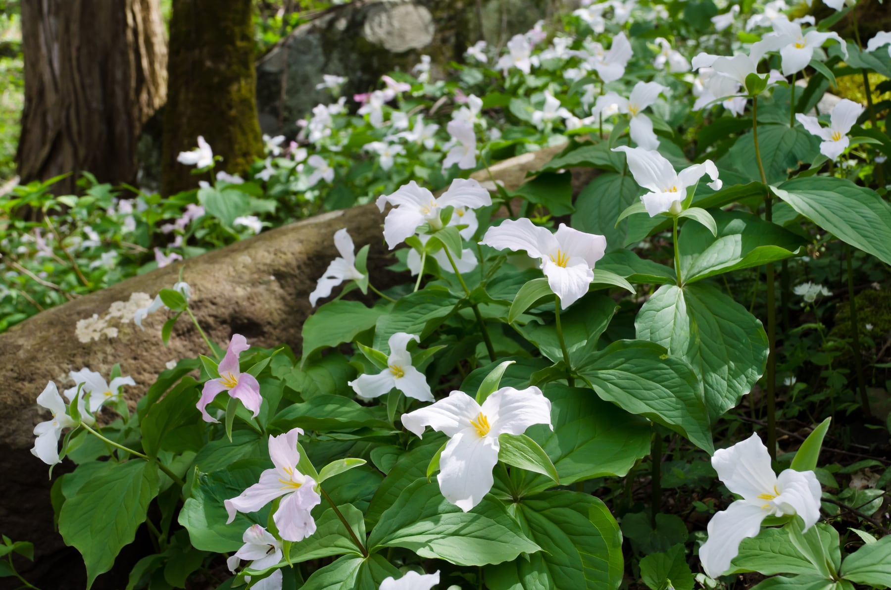 White trillium wildflowers carpeting a Smokies forest slope