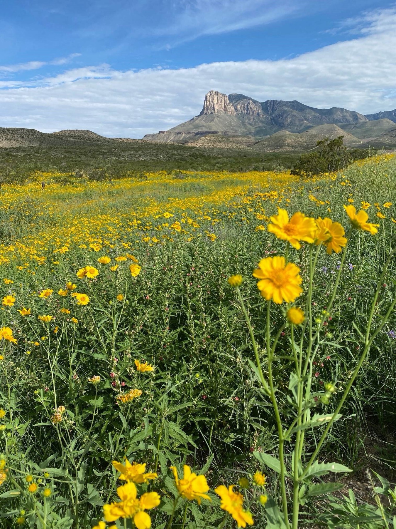 El Capitan rising beyond desert wildflowers