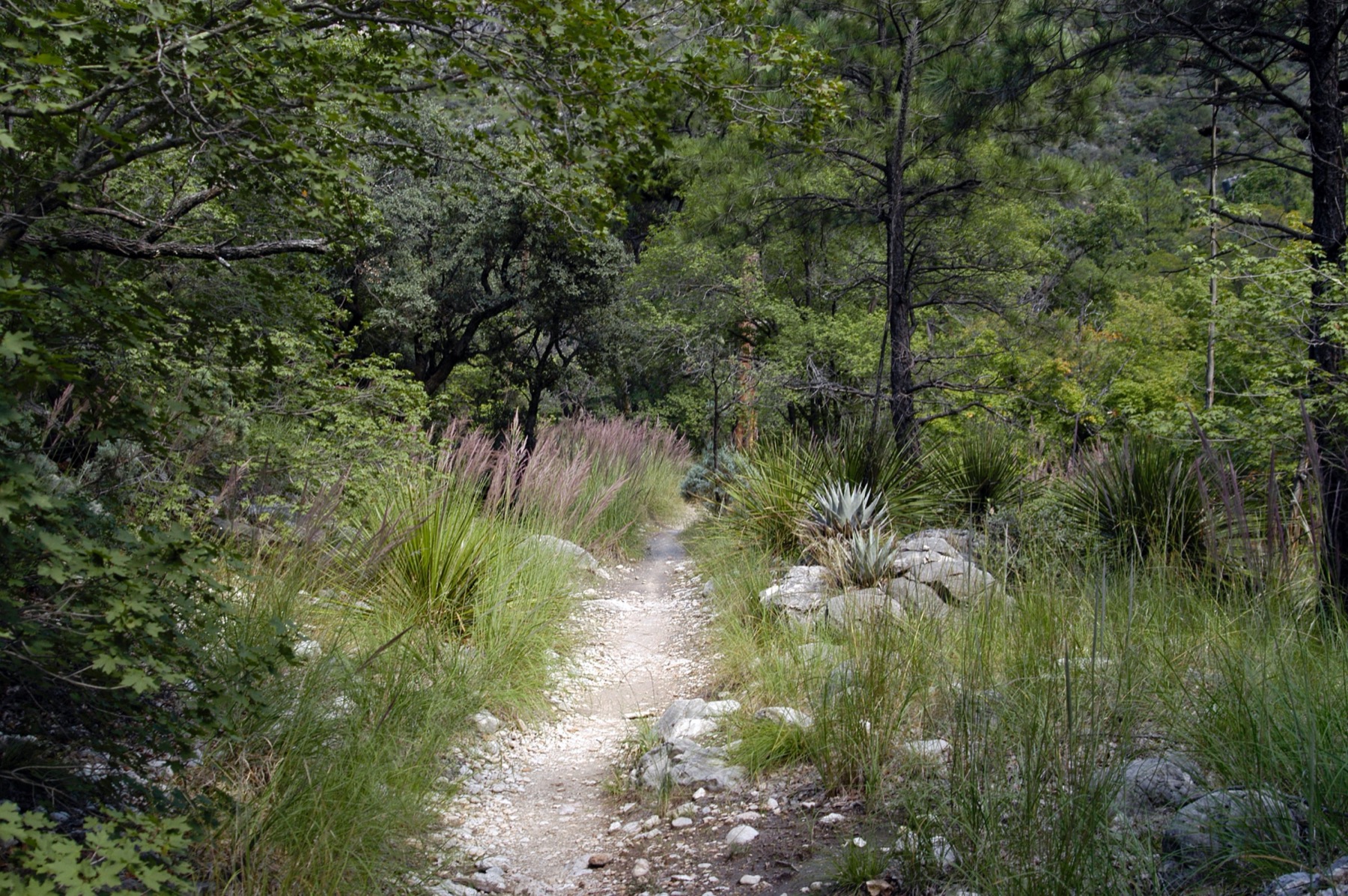 The wooded McKittrick Canyon Trail