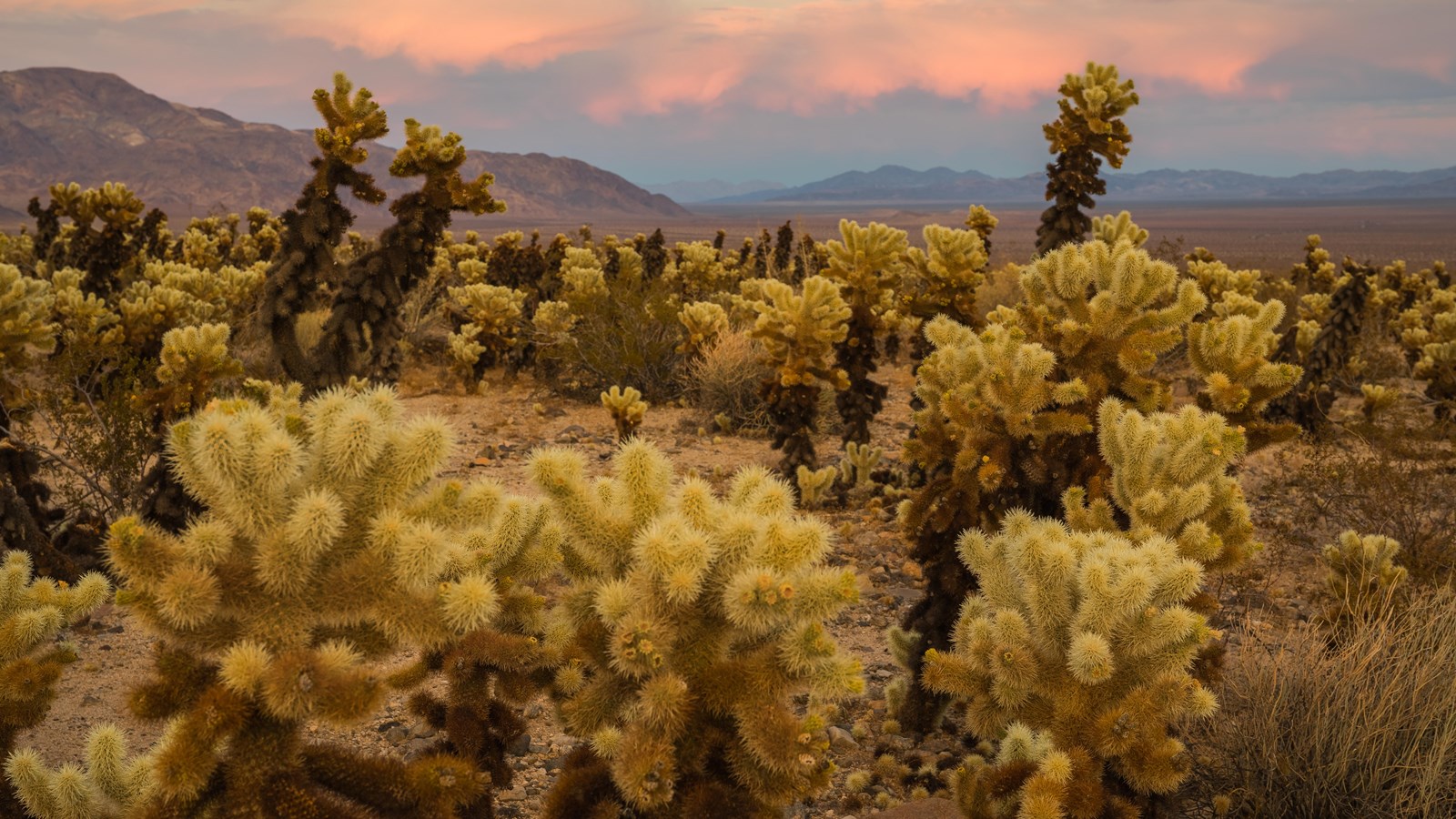 Cholla cactus clustered along the Cholla Cactus Garden path