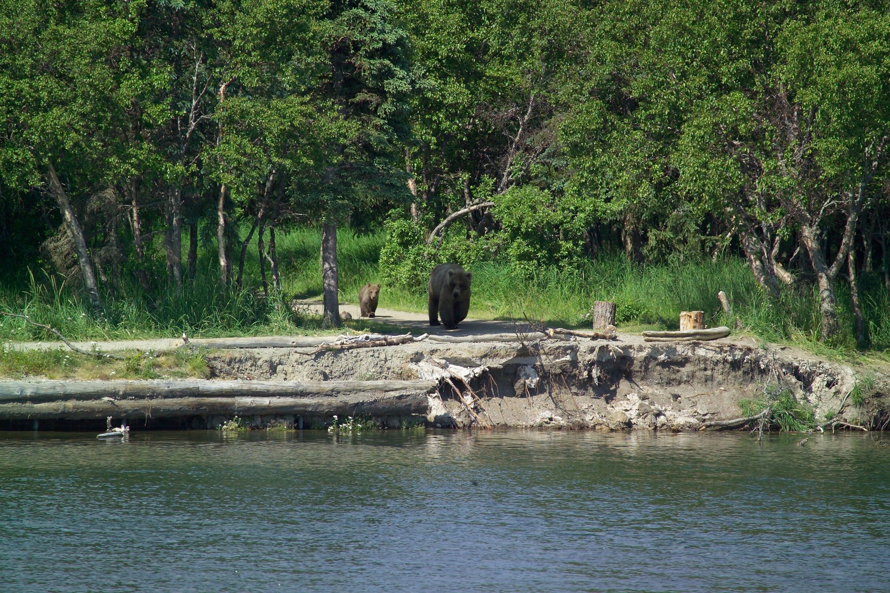 Bears near the Brooks Camp corner on the trail to Brooks River