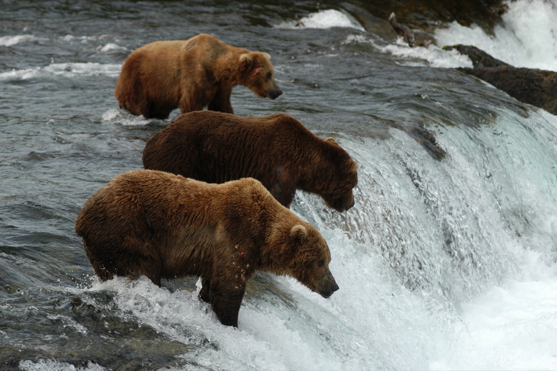 Brown bears fishing at Brooks Falls